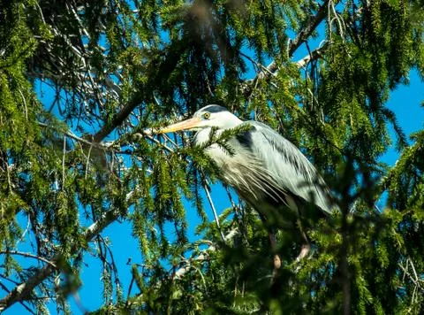 Gray heron Stock Photos