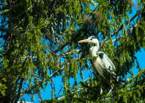 Gray heron Stock Photos