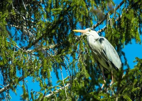 Gray heron Stock Photos