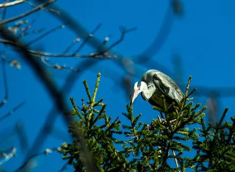 Gray heron Stock Photos