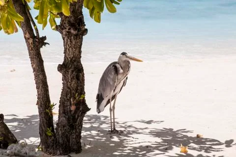 Gray heron Stock-Fotos