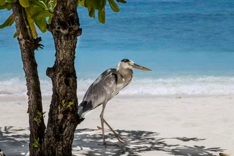 Gray heron Foto stock