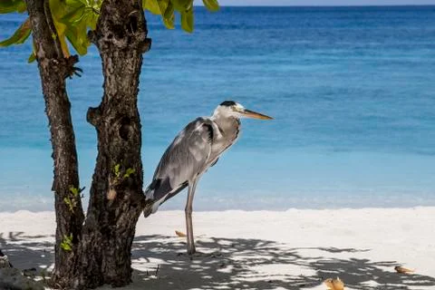 Gray heron Stock Photos