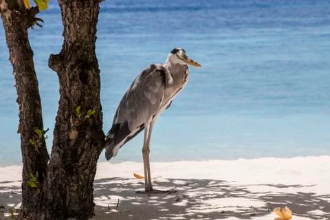Gray heron Stock Photos