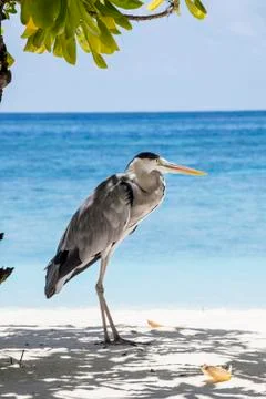Gray heron Stock Photos