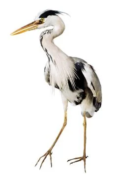 Gray heron Stock Photos