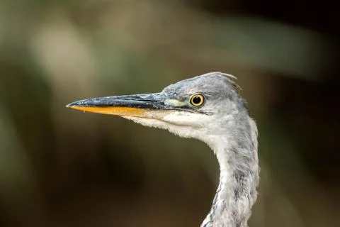 Gray heron Stock Photos