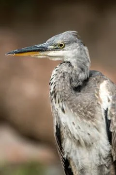 Gray heron Stock Photos