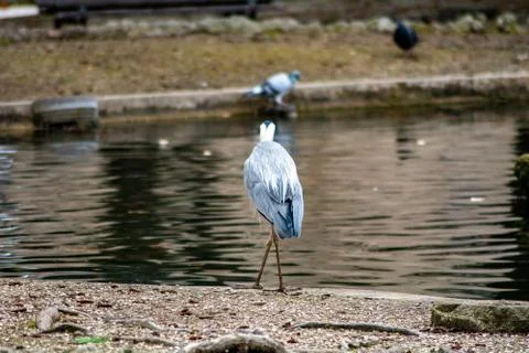 Gray heron Stock-Fotos