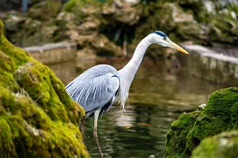 Gray heron Stock Photos