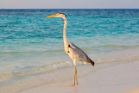 Gray heron Foto stock
