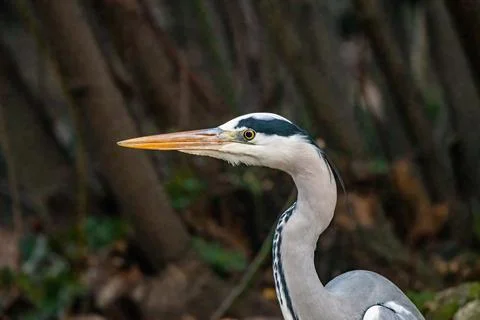 The gray heron Stock Photos