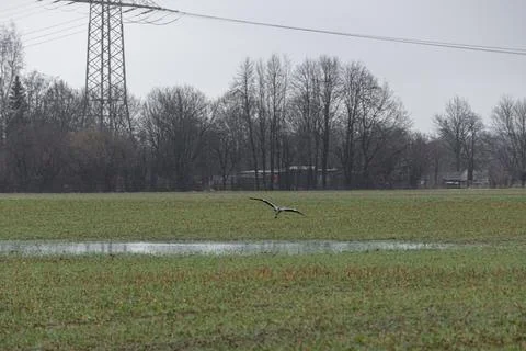 Gray heron - Stock Photos