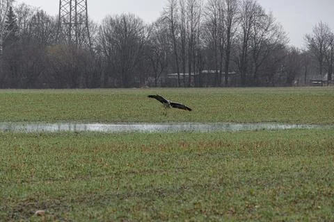 Gray heron - Stock Photos