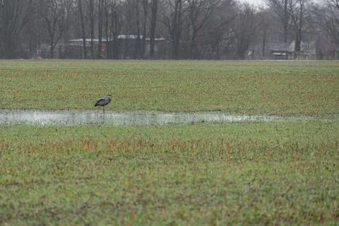 Gray heron - Stock Photos