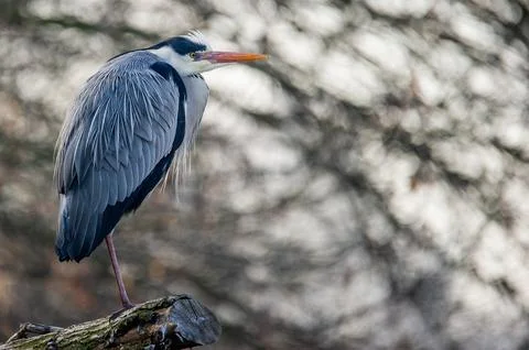 A gray heron Stock Photos