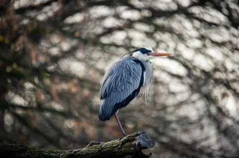 A gray heron Foto stock