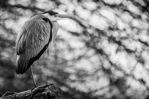 A gray heron Foto stock