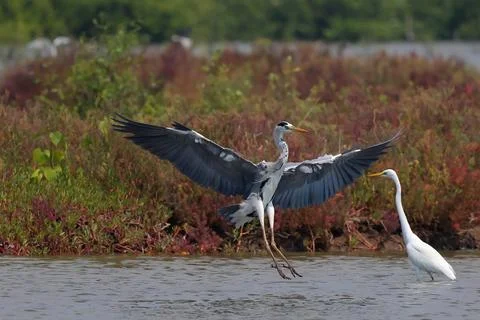 Gray heron Foto stock