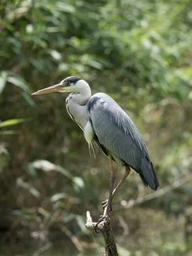 Gray heron posing on a branch Stock Photos