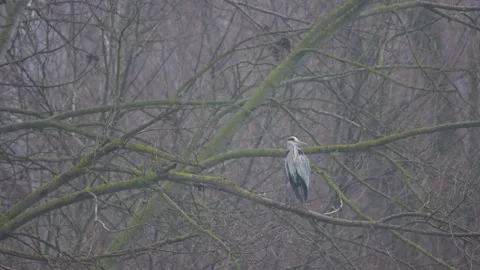A gray heron preens its feathers on a tree branch. 4K Video stock 324755302