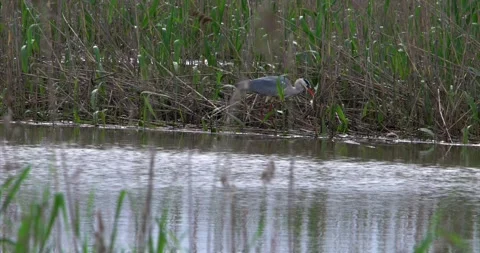 Gray heron prey 1 Stock Footage 281086221