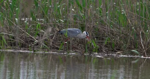 Gray heron prey 2 Stock Footage 281086459