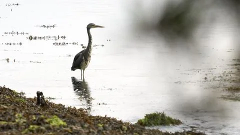 Gray Heron Reflected at Beiramar Stock Photos