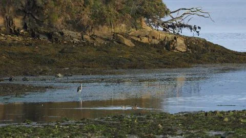 Gray Heron Reflected at Beiramar Stock Photos