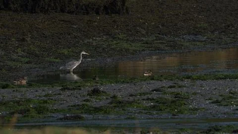 Gray Heron Reflected at Beiramar Stock Photos
