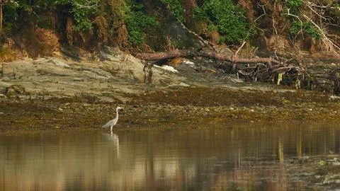 Gray Heron Reflected at Beiramar Stock Photos