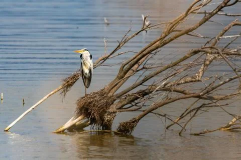 Gray heron resting on a tree trunk in Lake Koronia, Greece Stock Photos