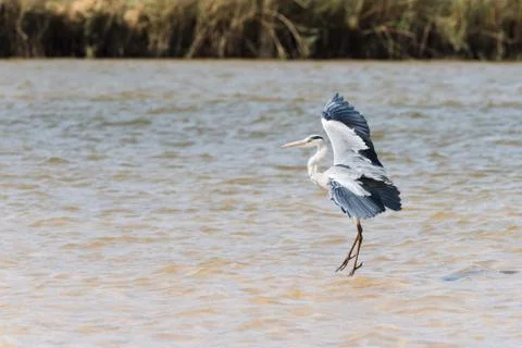 Gray Heron in river Stock Photos