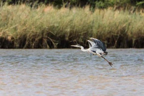 Gray Heron in river Stock Photos