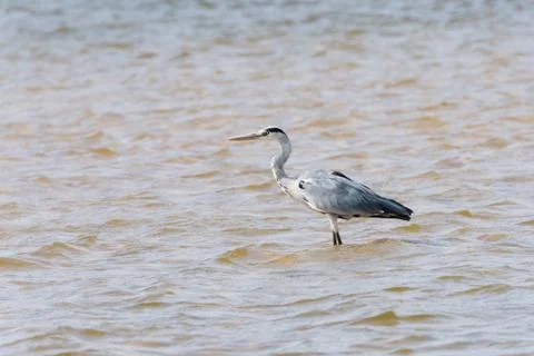 Gray Heron in river Stock Photos