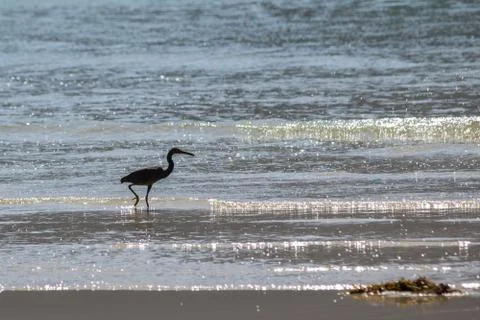 Gray Heron in the Sea Stock Photos