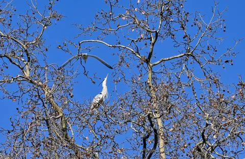 Gray heron with seagull on the tip of a tree Foto stock