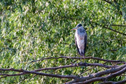 Gray heron sitting on the gray tree Stock Photos