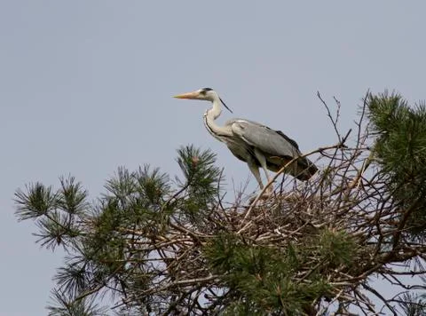 Gray heron sitting in a nes. Stock Photos