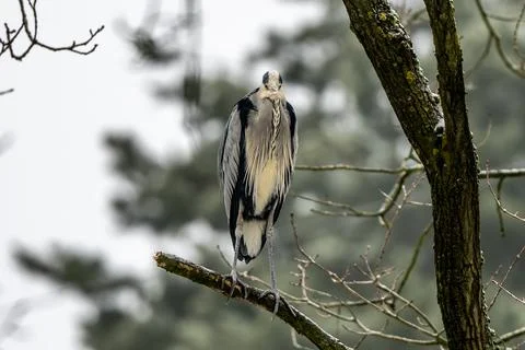Gray Heron Sitting On Tree Stock Photos