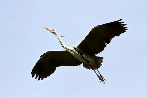 Gray heron soaring over the cloudless sky. Stock Photos