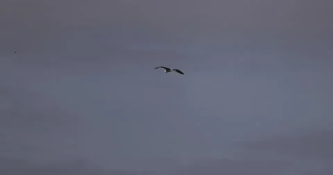 Gray heron soars against the sky, 4K slow motion Stock Footage 222166852