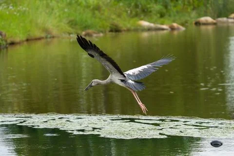 Gray heron soars low above green water Stock Photos