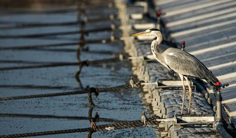Gray heron on solar panel array Stock Photos