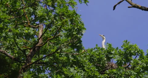 Gray heron standing in a nest on top of the tree looking around under blue sky Video stock 260230195