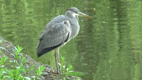 Gray Heron Standing Next to Lake Stock Footage 76132485
