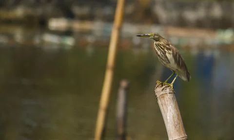Gray heron standing on a pole Stock Photos