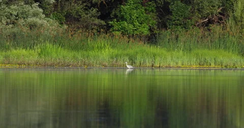 Gray heron standing still in a lake in front of green reedbed Stock Footage 258620195
