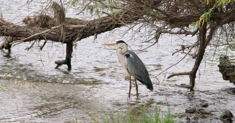 Gray heron standing in a water Stock-Footage 253109753