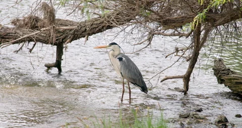 Gray heron standing in a water Stock Footage 253121124